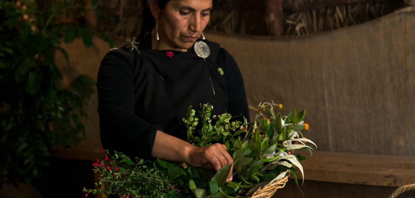 Imagen de mujer Mapuche con Hierbas Medicinales