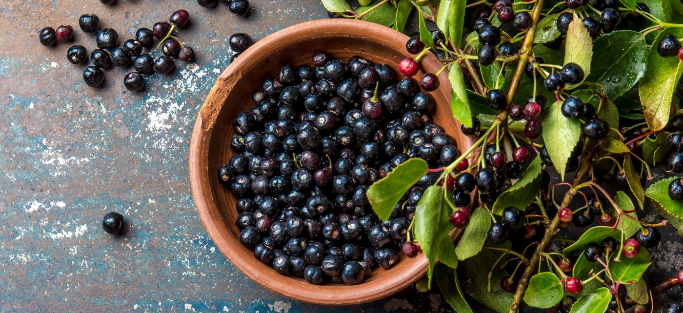 Imagen del fruto del Maqui chileno