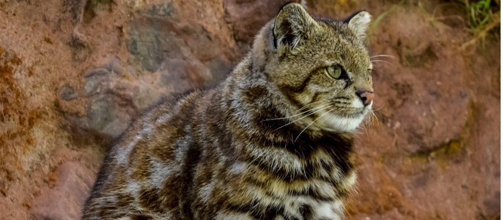 Wild Cats From Chile Check Out Our Own Big Cats Chile Travel