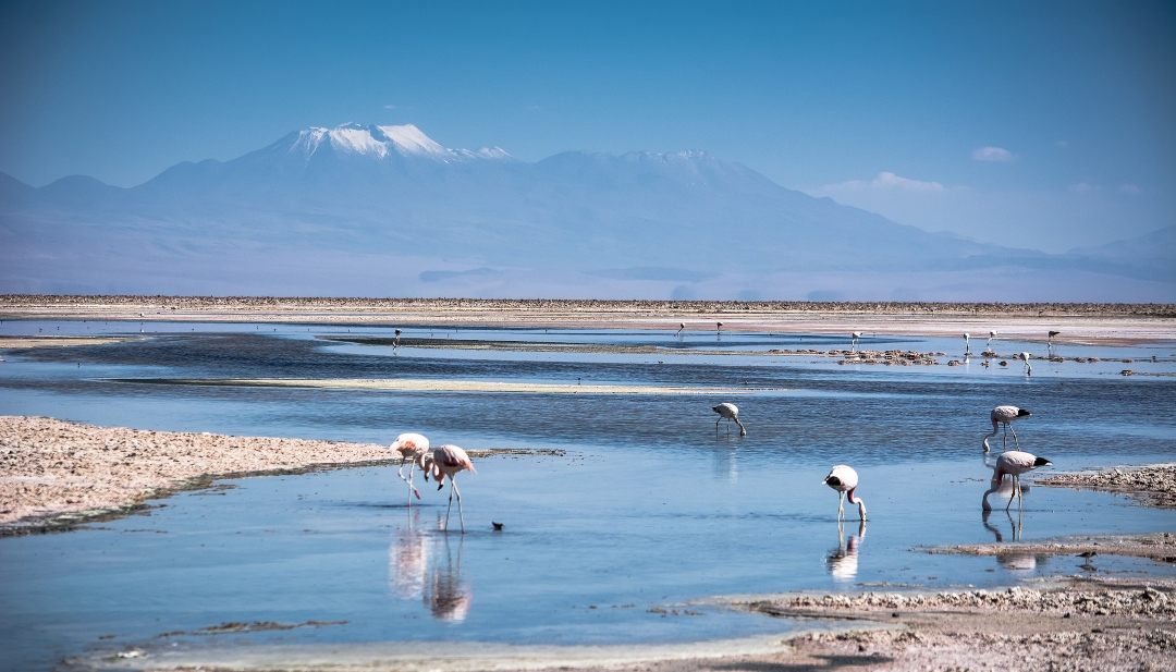 oasis en el desierto de atacama