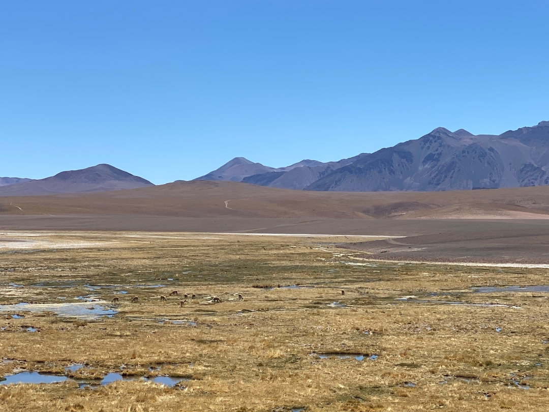 oasis en el desierto de atacama