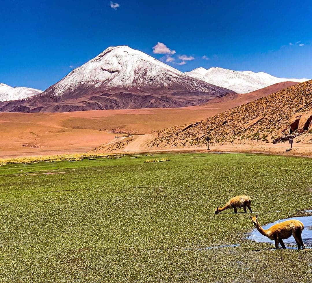 vida salvaje en el altiplano