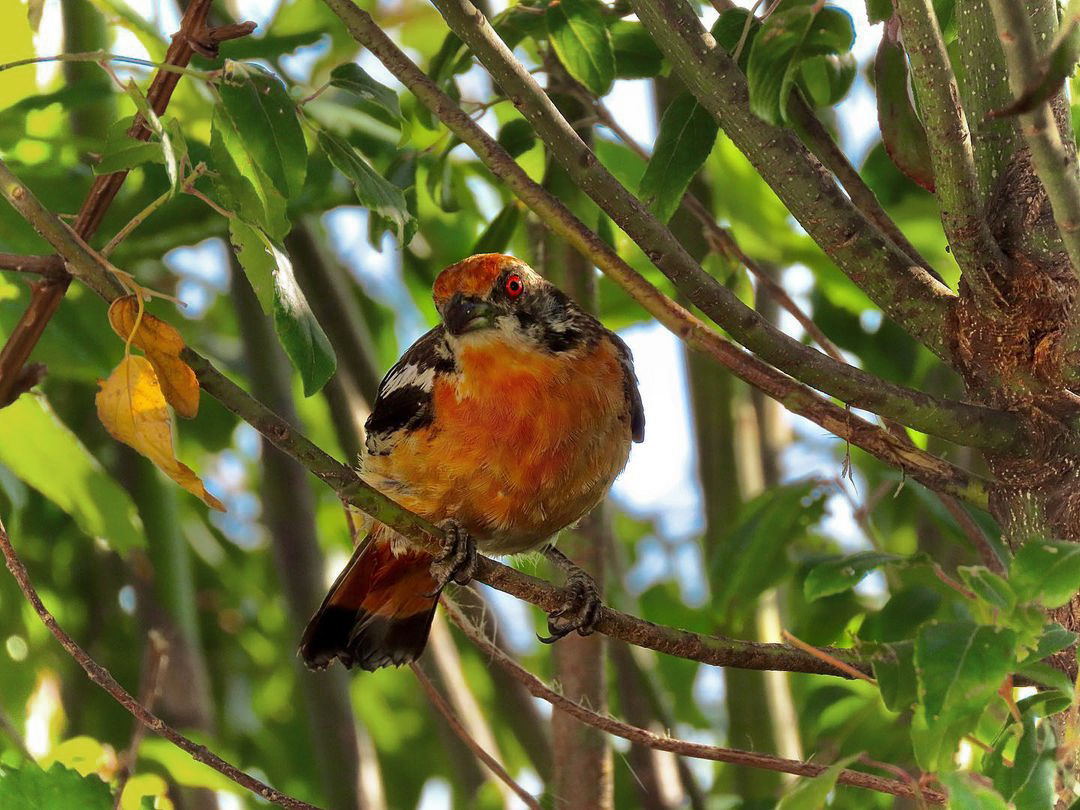 pajarito-isla-chiloe