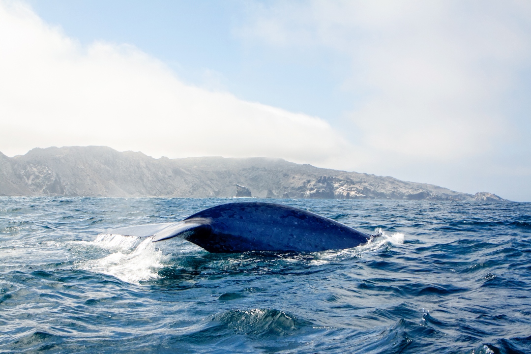 ballena-azul