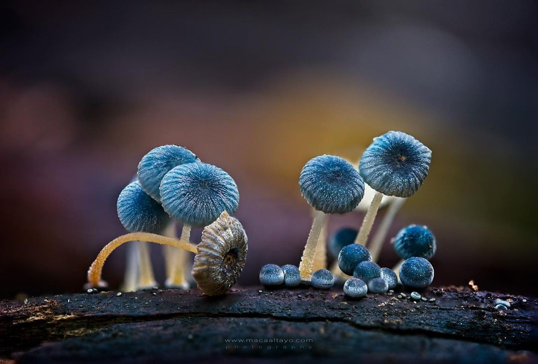 reino-fungi-chile