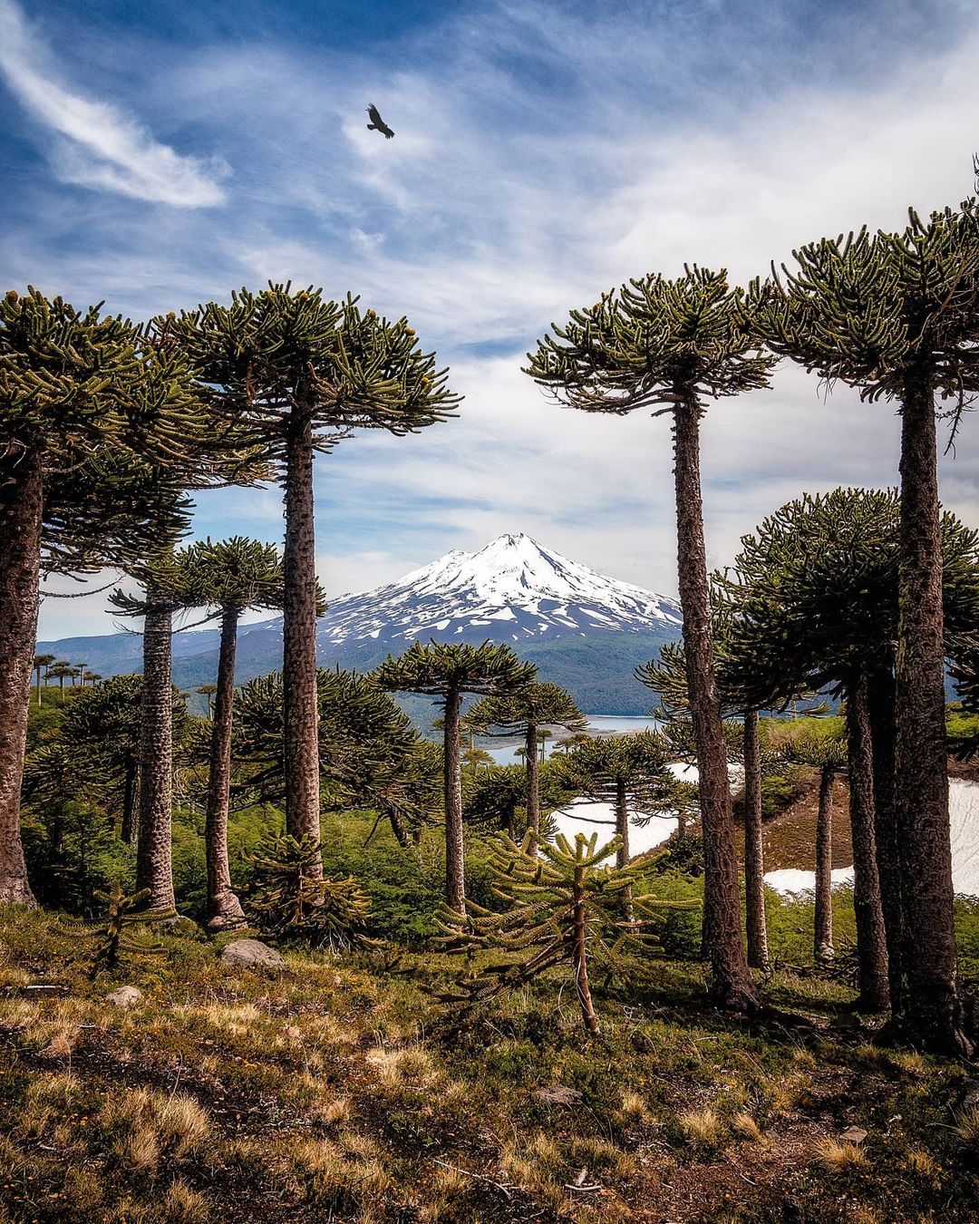 bosque-de-araucarias