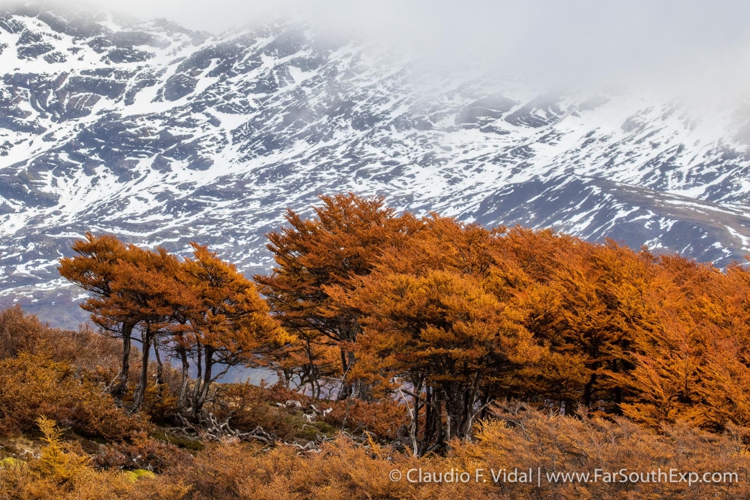 paisaje-de-otono-chile