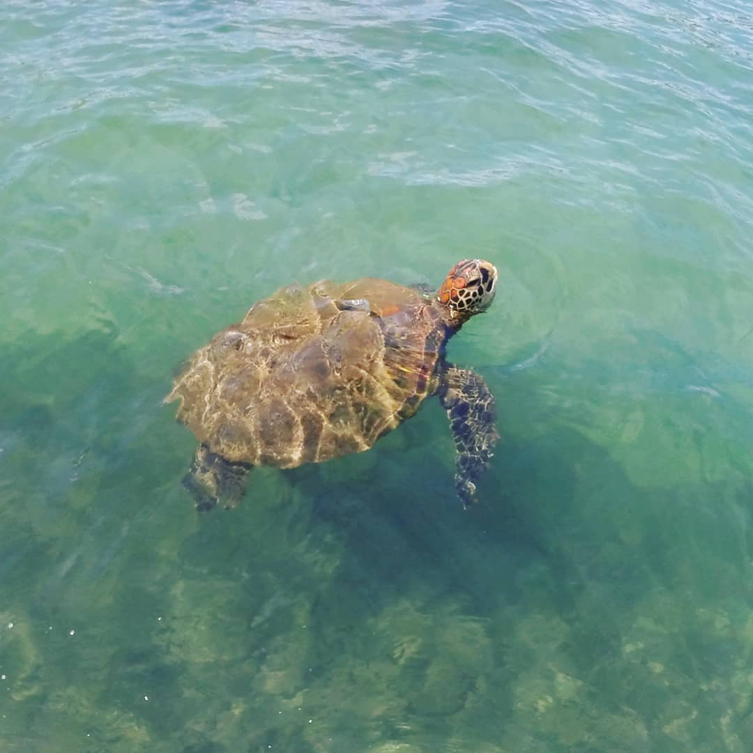 Grüne Meeresschildkröte im Meer von Rapa Nui schwimmend