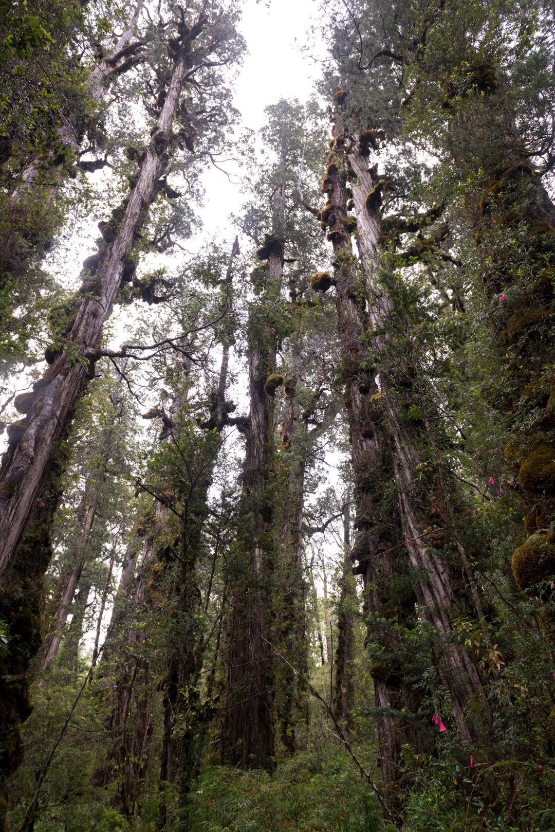 Bosque de imponentes alerces en el Parque Nacional Alerce Costero