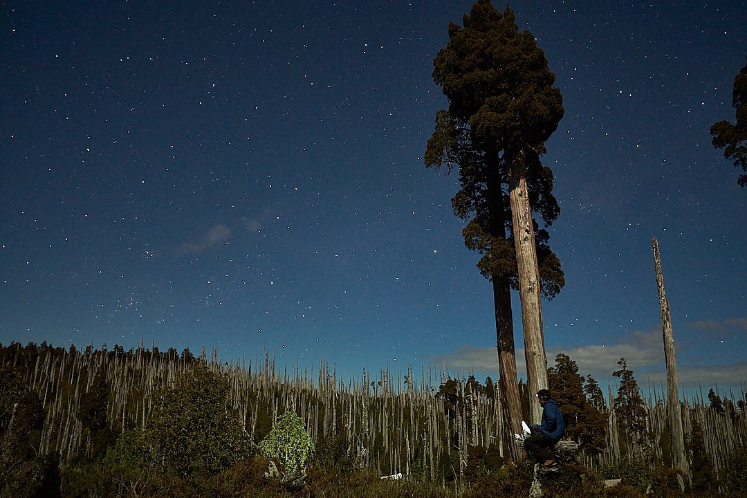 Contemplación nocturna del cielo y los alerces en Parque Nacional Alerce Costero