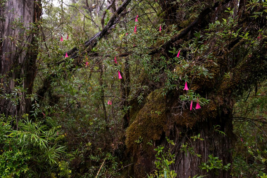 Copihues in der Stille des Waldes im Alerce Costero Nationalpark