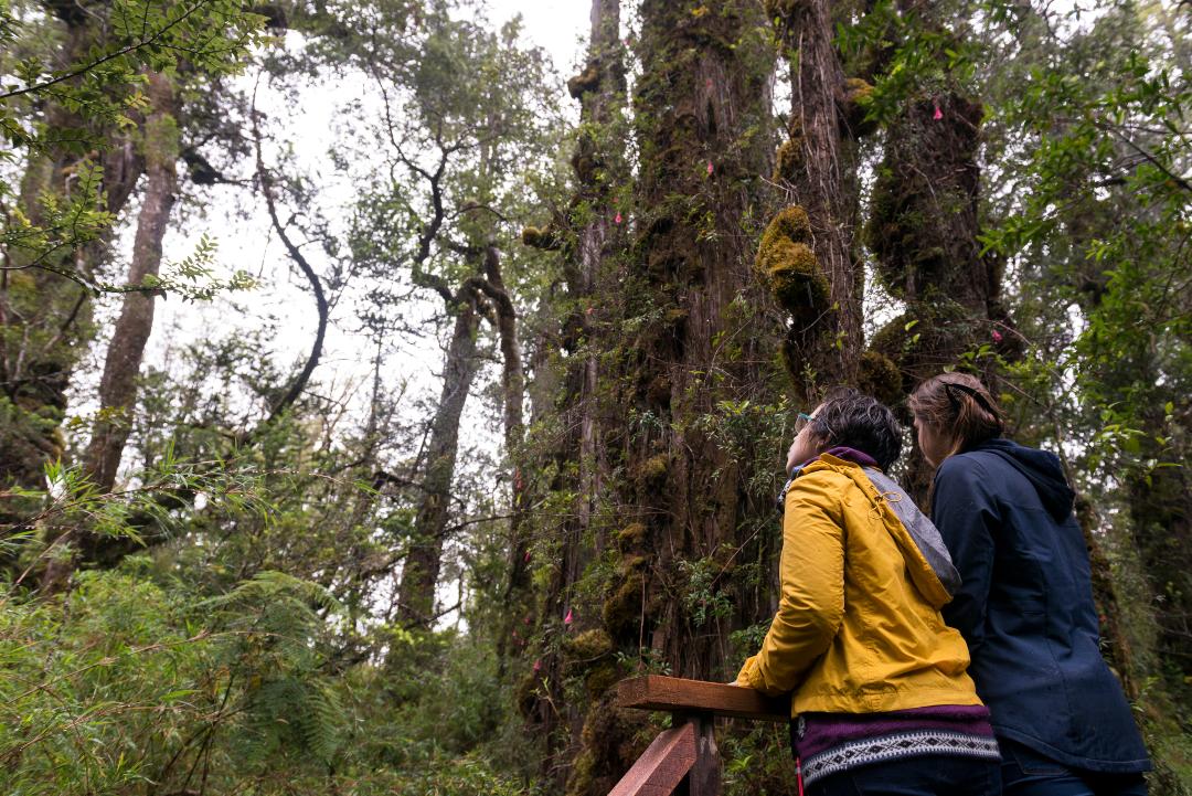 Visitantes observam flora e fauna no Parque Nacional Alerce Costero