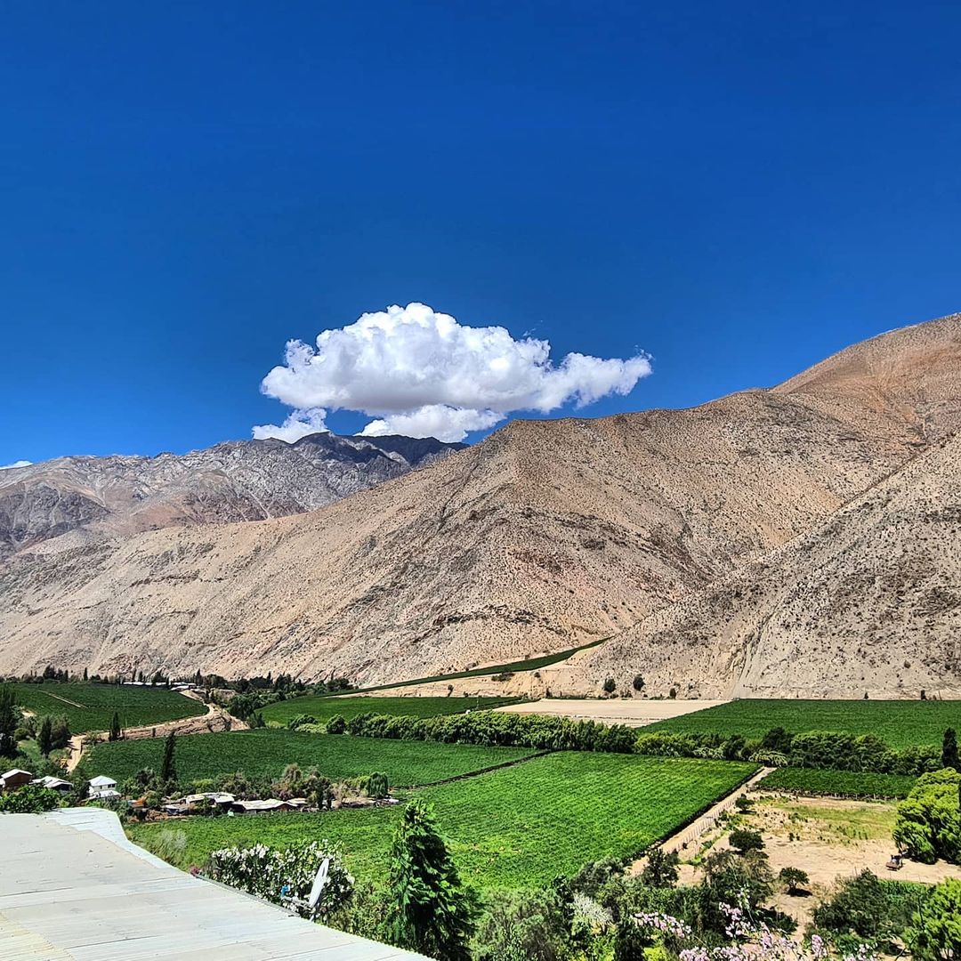 Plantação de uvas no Valle del Elqui