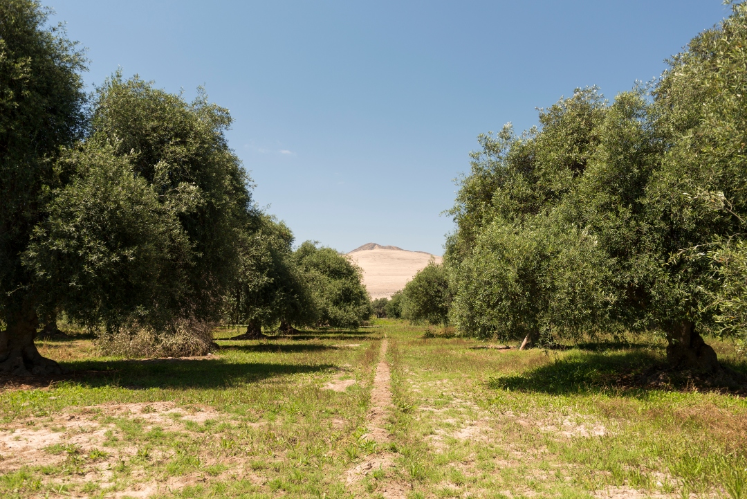 Pfad mit belaubten hundertjährigen Olivenbäumen an den Seiten.