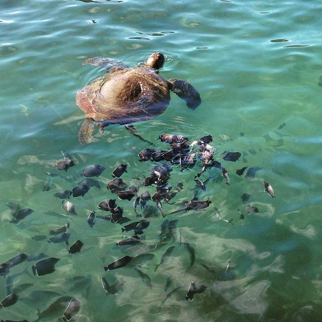 Green turtle swimming next to fish, Rapa Nui