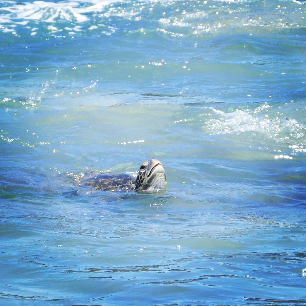 Turtle peeking out of Pea beach, Rapa Nui