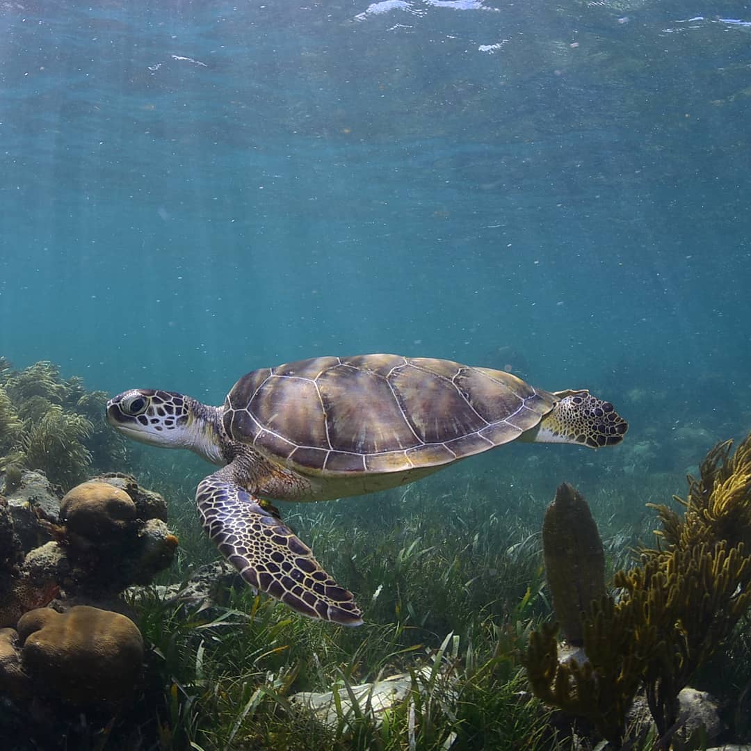 Grüne Meeresschildkröte (Chelonia Mydas)