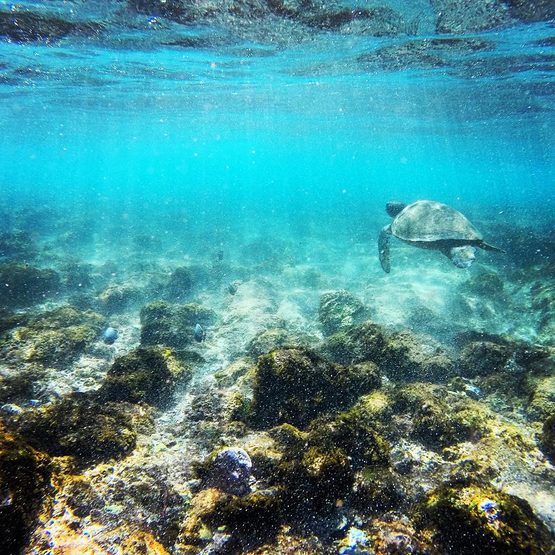 Turtle swimming in a beach in Rapa Nui