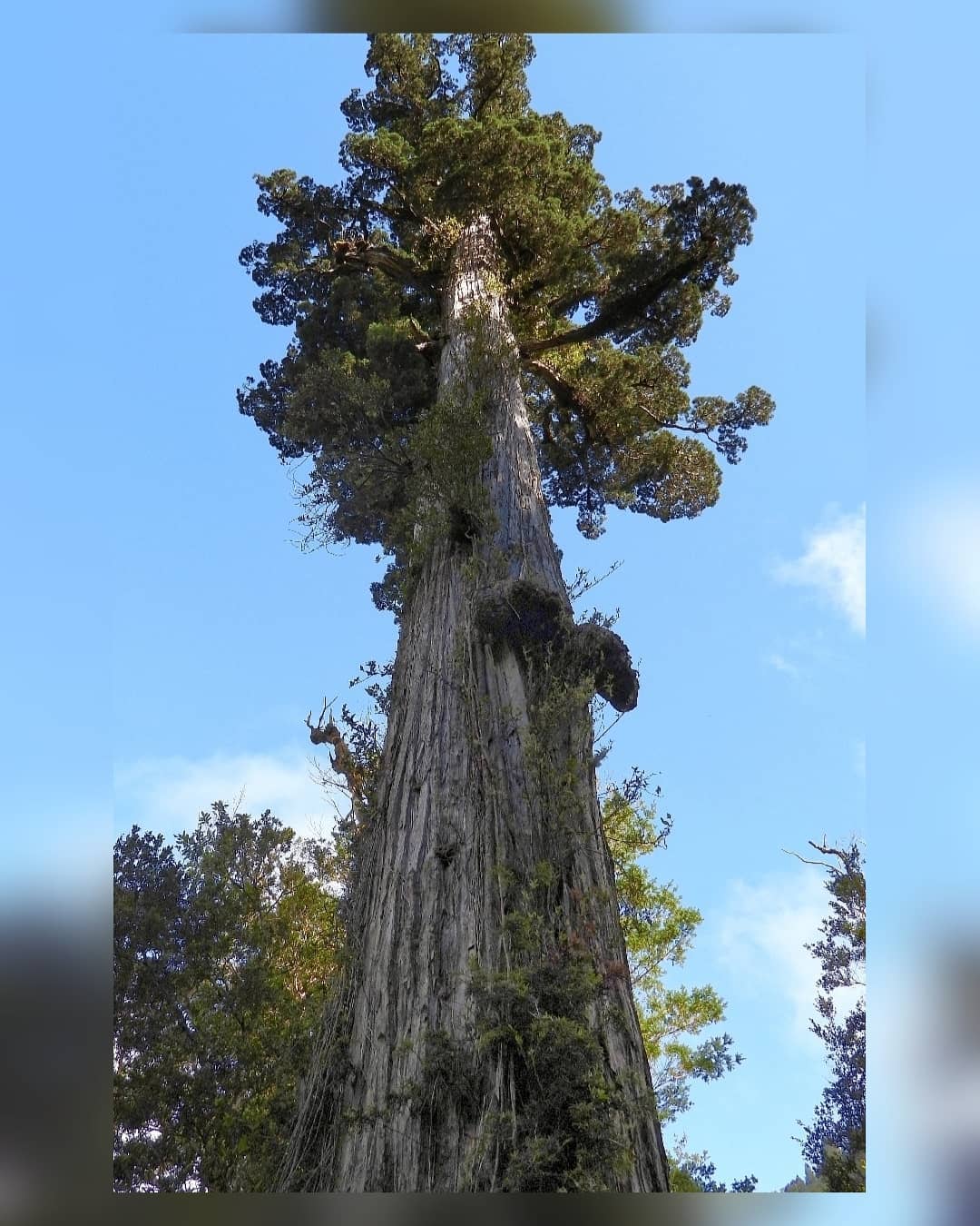 Patagonische Zypresse, Fitzroya cupressoides, auch bekannt als „der ehrwürdige alte Mann“