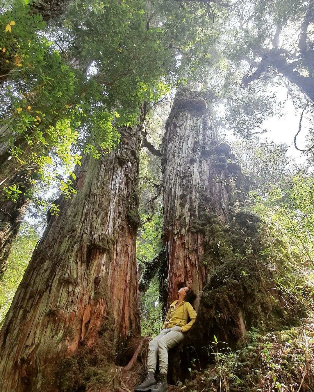 Woman between two large Alerce trees in the Alerce Andino National Park