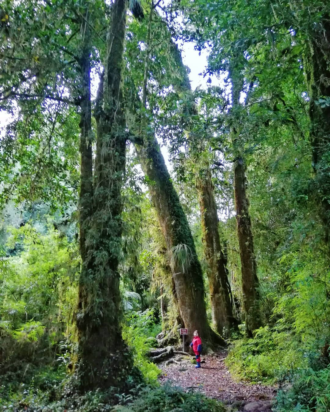 Wald von Patagonischen Zypressen, Alerce Andino Nationalpark