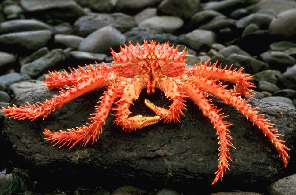 Patagonian King Crab on a rock