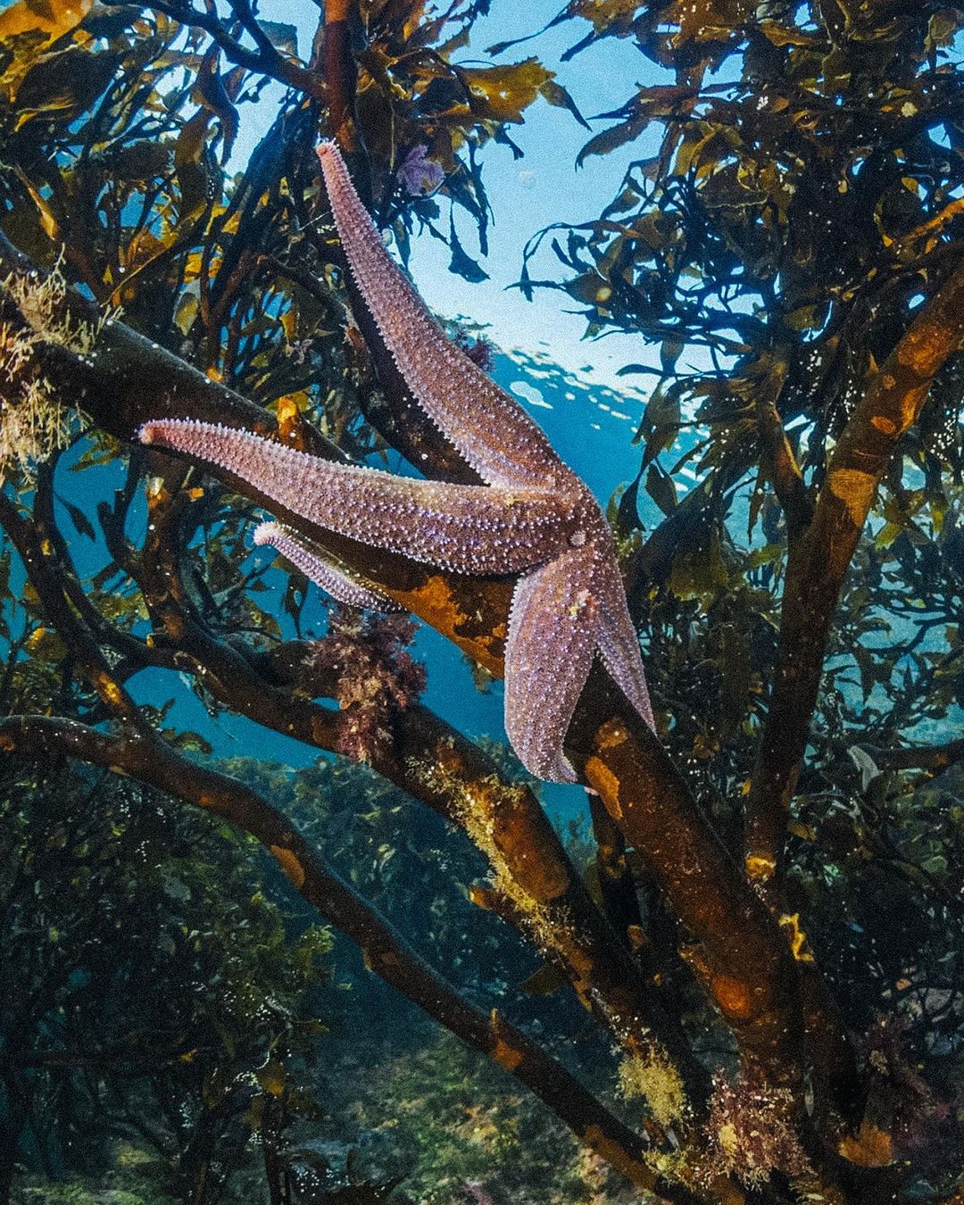 Starfish, another marine species in danger of extinction