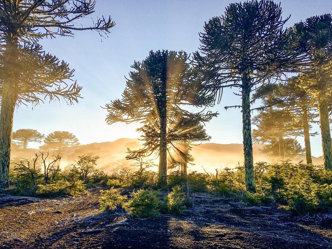 Luz do sol atrás da floresta de araucárias