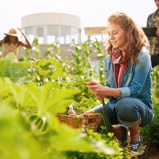 Mujer cosechando zanahorias de la huerta