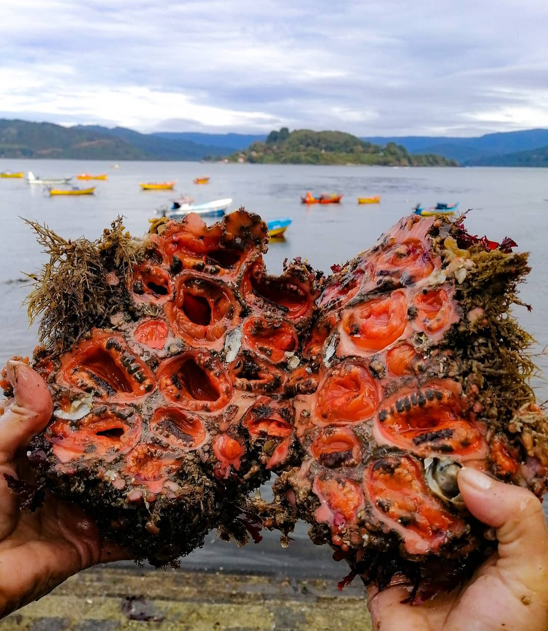 Piures off the coast of Chile