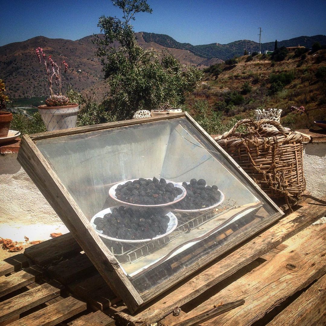 Secando higos en un deshidratador solar rústico