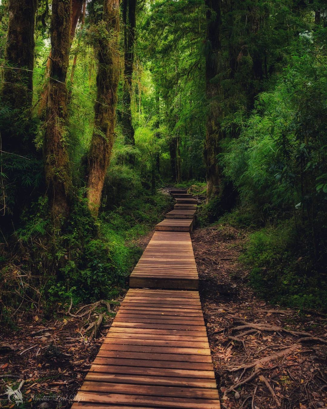 Pfad im Alerce Andino Nationalpark, südliches Chile