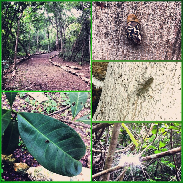 Ventisquero Yelcho Trail at Corcovado National Park