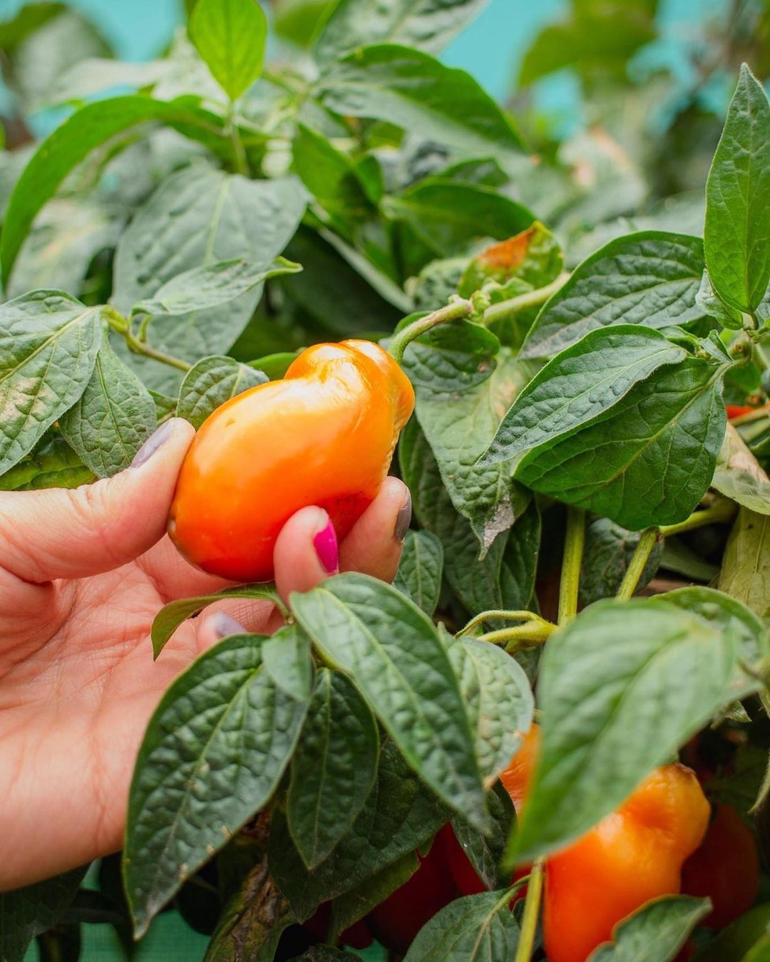 Tomate de jardim