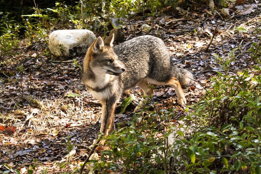 Fuchs im Alerce Andino Nationalpark