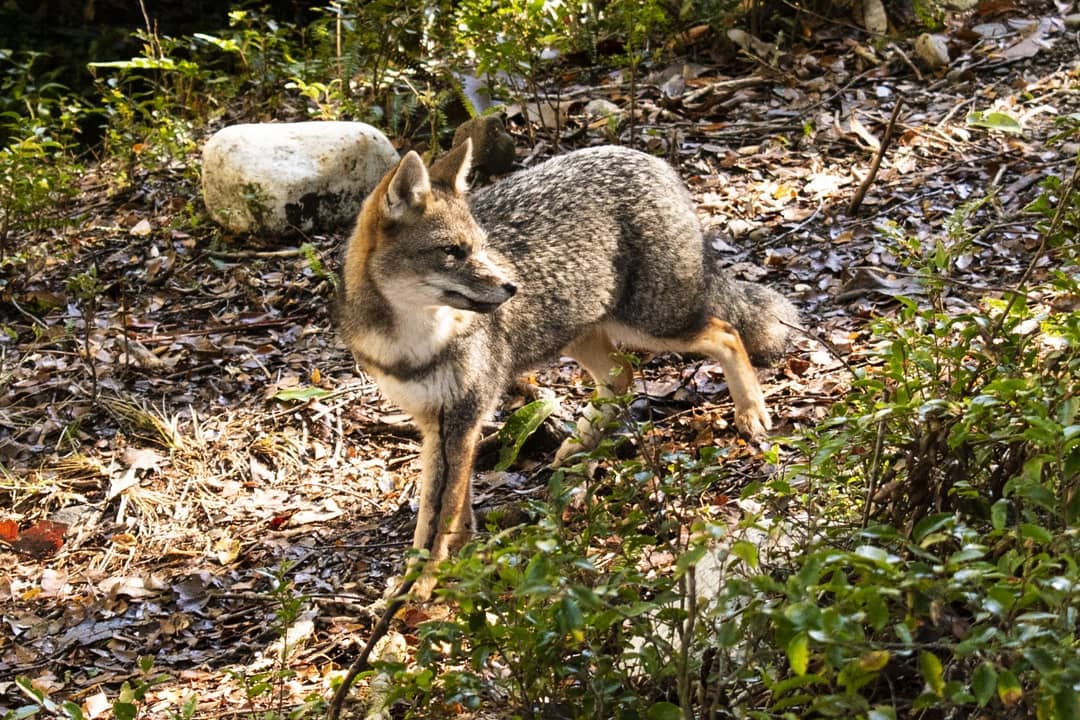 Zorro ( raposa )fotografiado en el Parque Nacional Alerce Andino