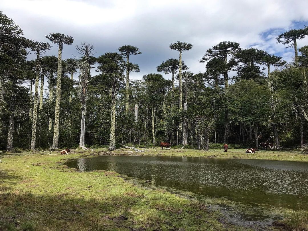 Araucarias do Parque Nacional Huerquehue