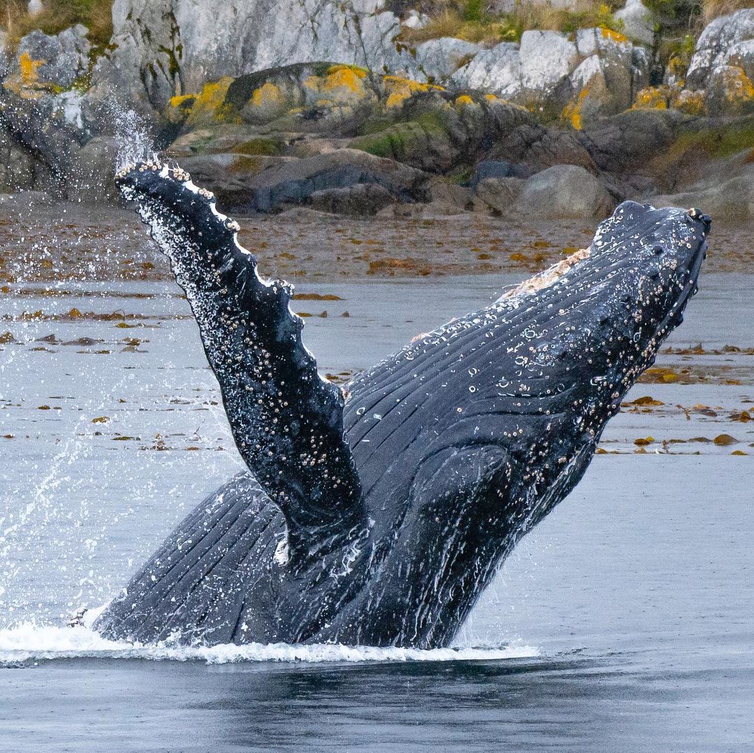 Humpback whale jumping