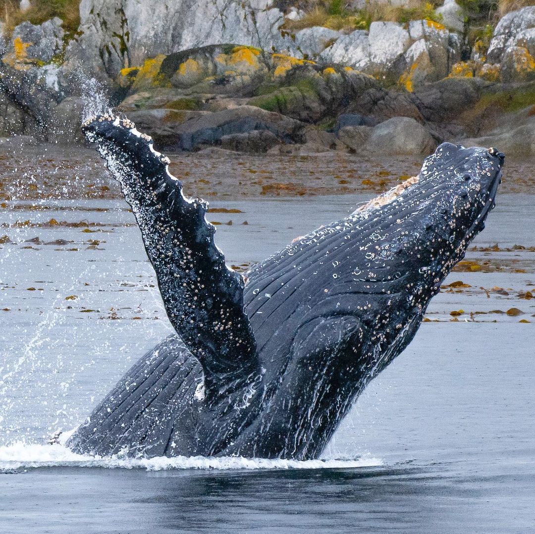 Baleia jubarte pulando