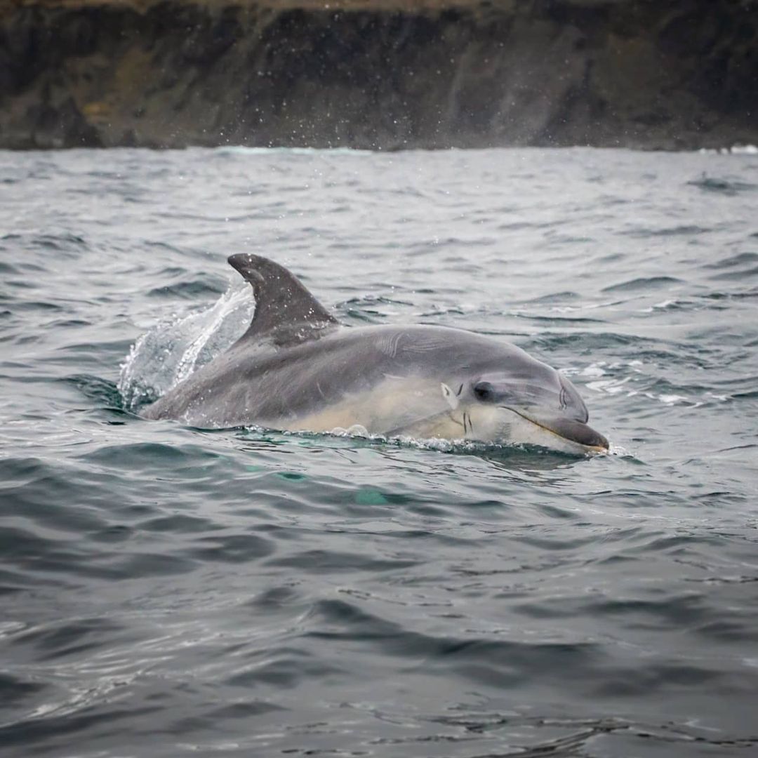 Bottlenose dolphin sticking its nose out of the water