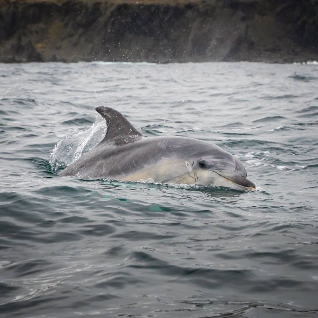 Delfino tursiope uscendo dall’acqua 