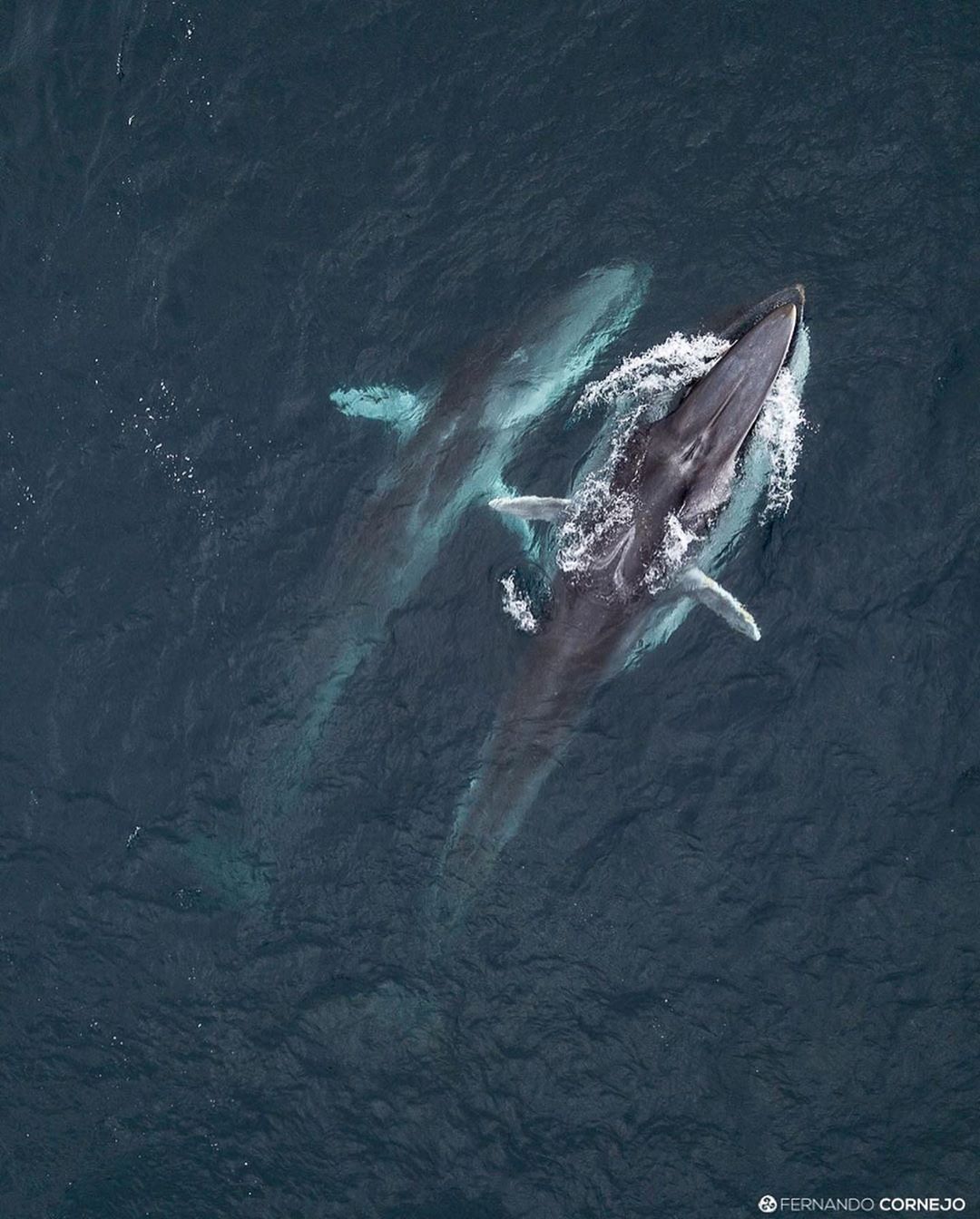 Two fin whales seen from above 