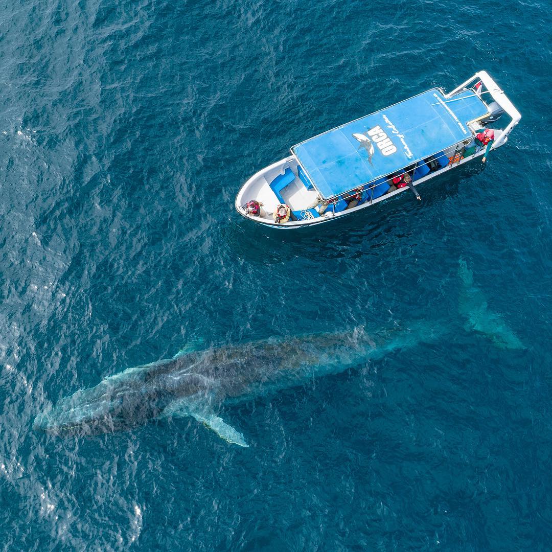 Boat next to a whale of enormous proportions