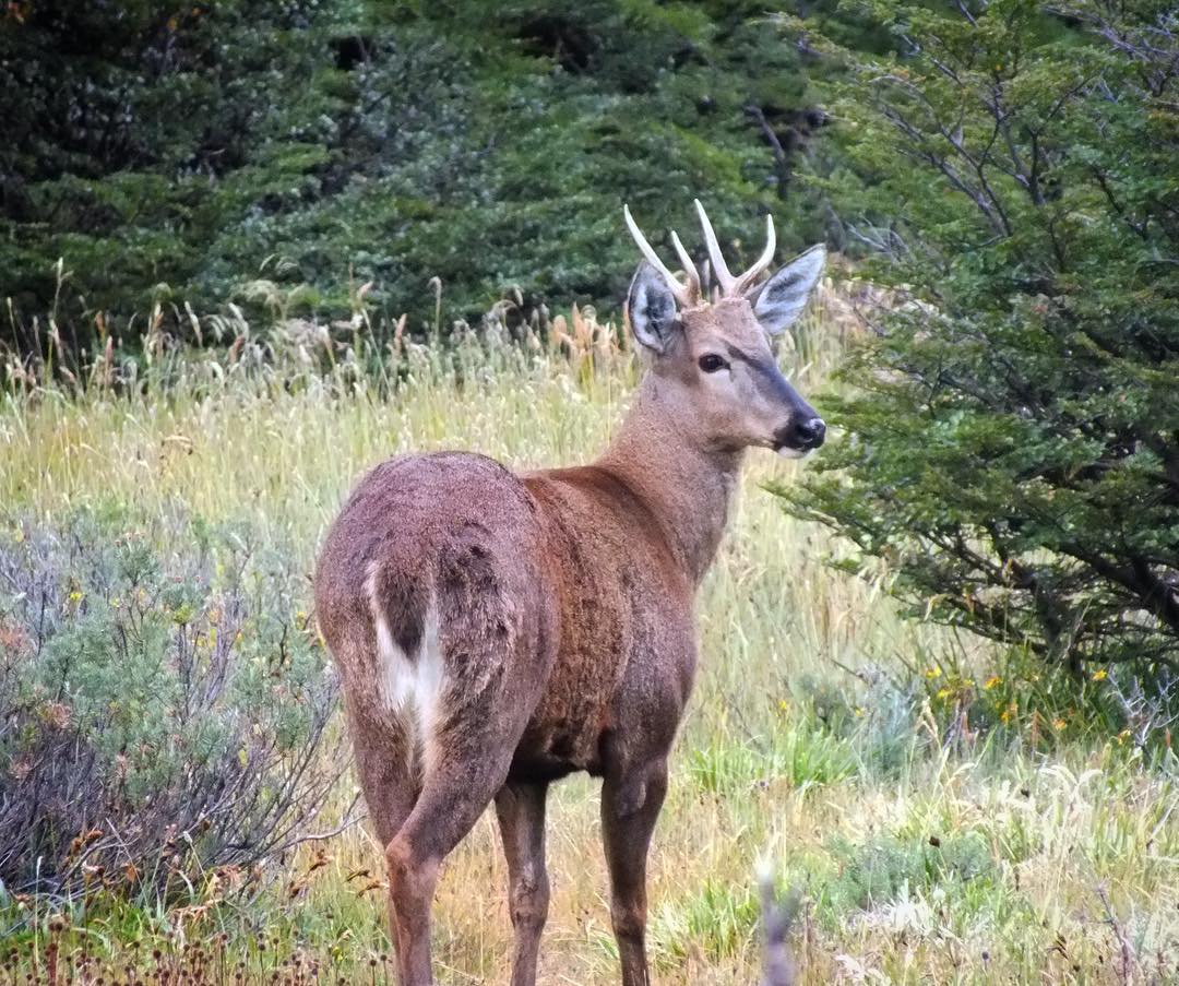 Huemul oder Südandenhirsch, eine vom Aussterben bedrohte Art.