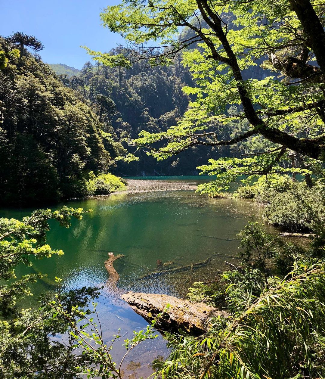 Lago Chico (Kleiner See), Huerquehue Nationalpark