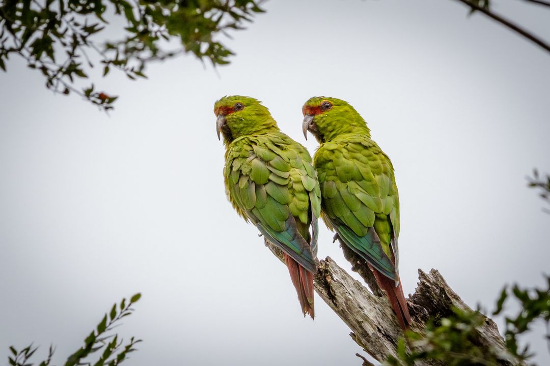 Casal de choroy, espece protegida en el Parque Nacional Huerquehue