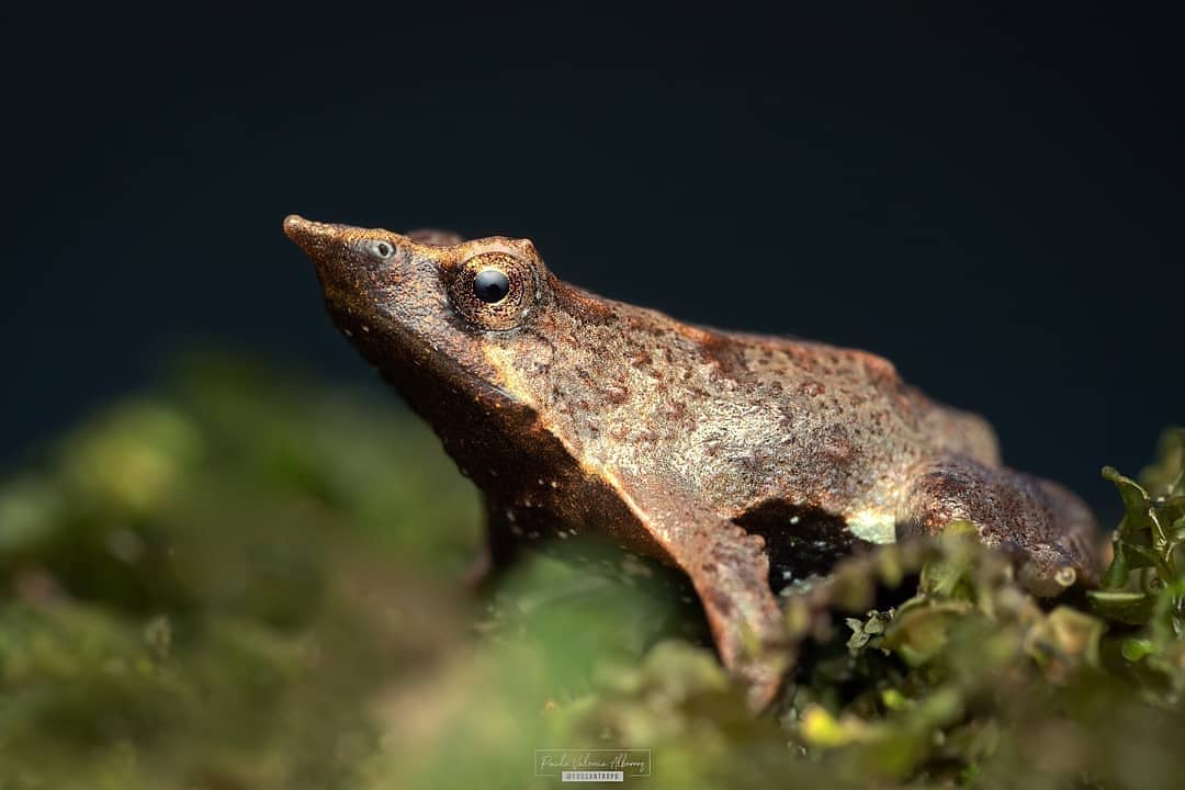 Pequena Rana de Darwin no Parque Nacional Huerquehue