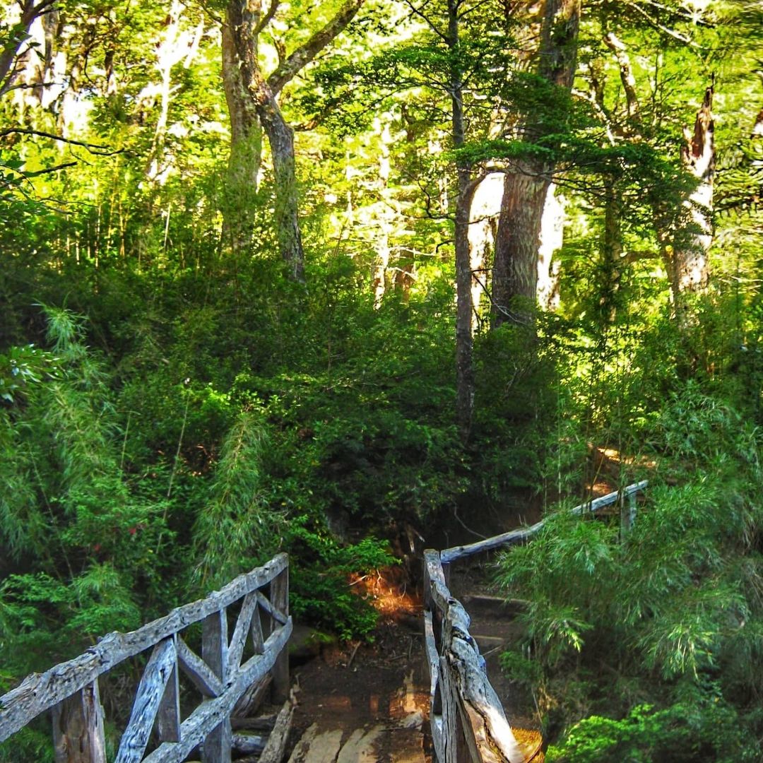 Sendero rodeado de árboles en el Parque Nacional Huerquehue