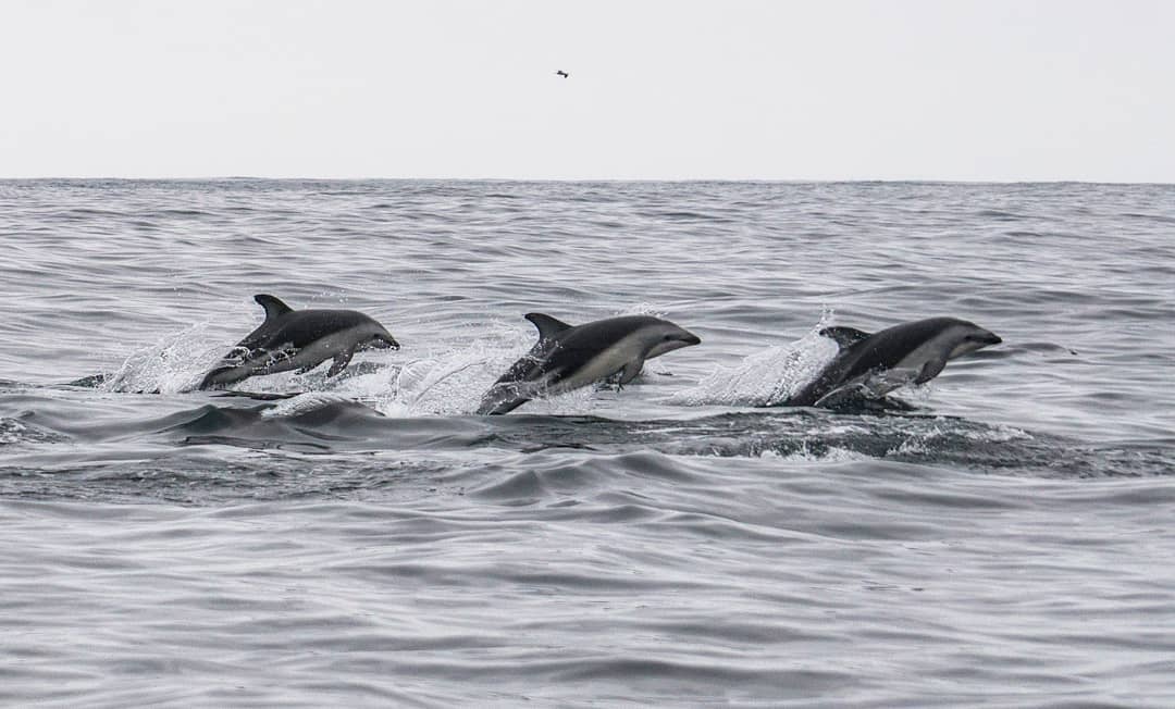 Three dark dolphins jumping simultaneously in Chañaral de Aceituno