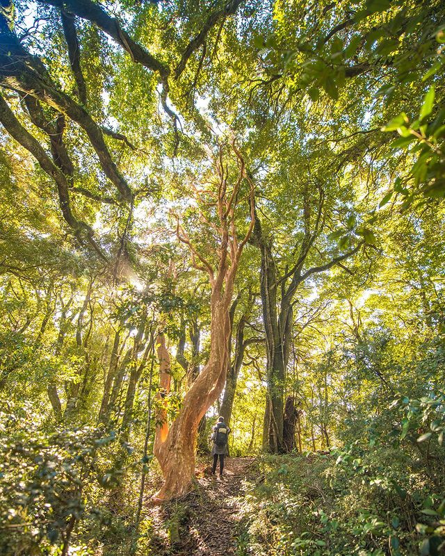 Uralter Wald auf der Isla Mocha